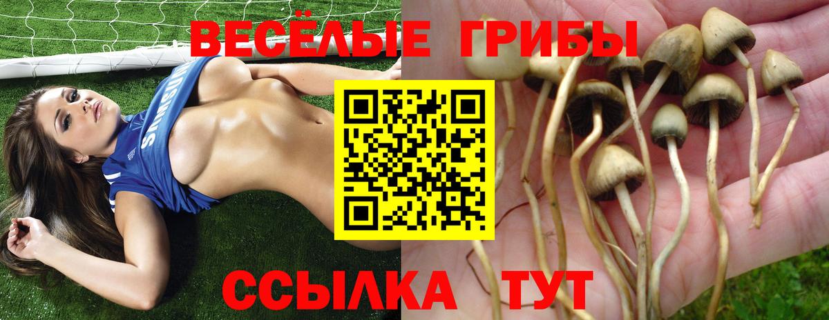 где найти   Вход с VPN  Каменск-Шахтинский  Галлюциногенные грибы прущие грибы  Галлюциногенные грибы Psilocybine cubensis 